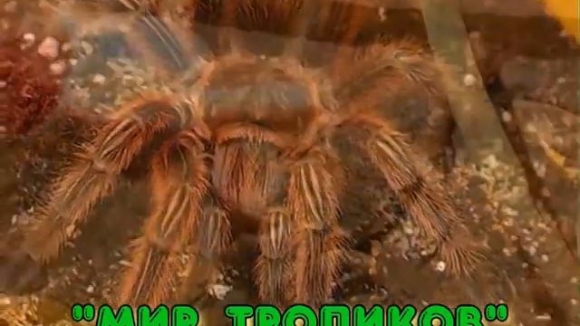 МИР ТРОПИКОВ без озвучки смотреть онлайн