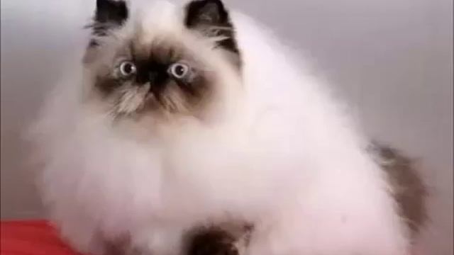 Все кошки мира: Гималайская кошка. смотреть онлайн