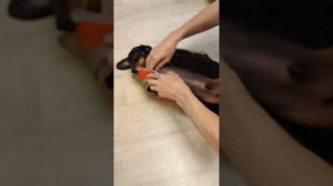 Как одеть комбинезон на собаку