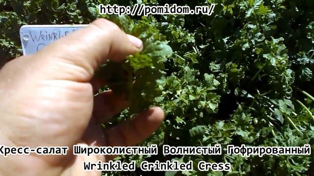 Кресс салат Широколистный Волнистый Гофрированный — Wrinkled Crinkled Cress смотреть онлайн