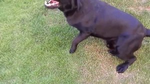 Красивый ЛАБРАДОР на ВЯЗКУ. Beautiful Labrador. Одесса.