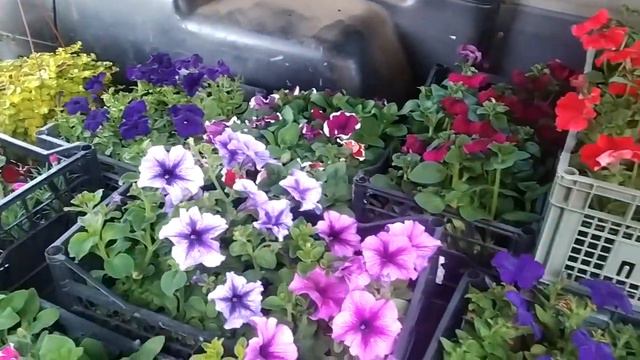 На рынок с рассадой цветов 10.05.22г. смотреть онлайн