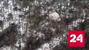 "Крылатая пехота" накрыла артиллерийским огнем позицию ВСУ - Россия 24 