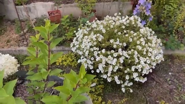 СТРИЧЬ ИЛИ НЕ СТРИЧЬ ПЕТУНЬЮ. РЕЗУЛЬТАТ смотреть онлайн