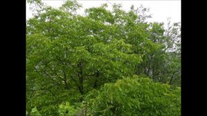 Royal Guitar Ensemble.( selenzara)2014