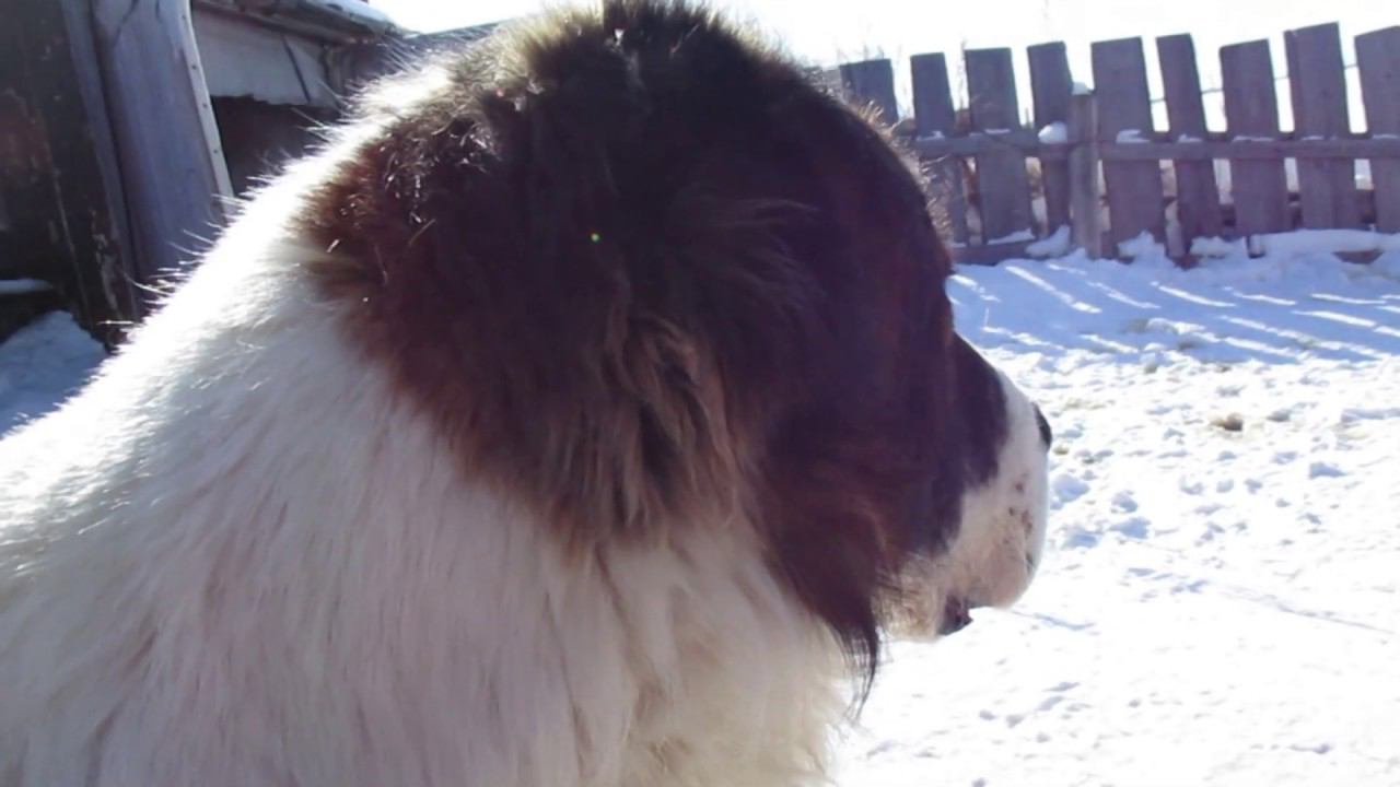 ЖИЗНЬ В ГЛУБИНКЕ. ЖИЗНЬ В ДЕРЕВНЕ. ПРОДОЛЖЕНИЕ СЛЕДУЕТ...ЧАСТЬ 2. №31. 2020г смотреть онлайн