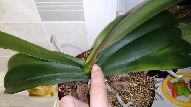 Болезни орхидей, фузариоз, серая гниль, что в первую очередь необходимо сделать#орхидеи# смотреть онлайн