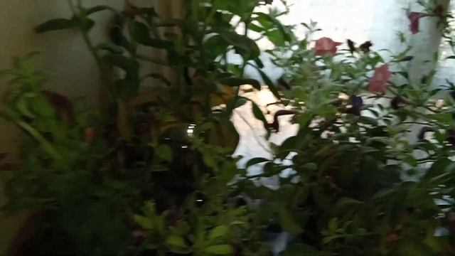 Не хватает места для цветов. смотреть онлайн