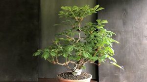Бонсай из Каштана