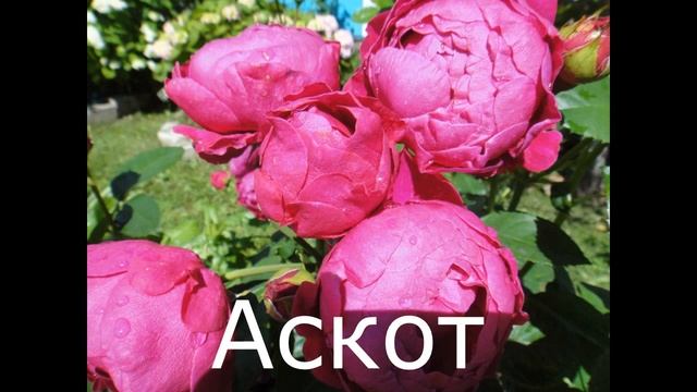 ТОП-8 КРАСНЫХ РОЗ с легким,нежным ароматом. смотреть онлайн