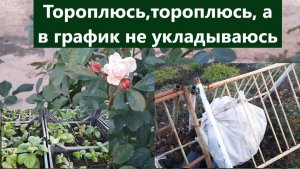 Тороплюсь! Работы на 18 ноября! В график уже не укладываюсь.