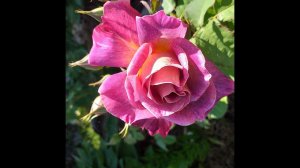 РОЗА Дьяблес де Мэр ХРОНИКА её развития #розы