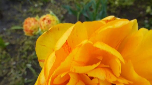 Разновидность махровых жёлтых тюльпанов. смотреть онлайн