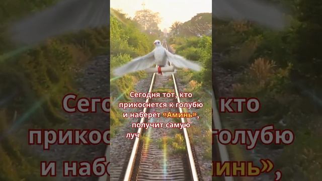 Сегодня тот, кто прикоснется к голубю и наберёт "Аминь", получит самую лучшую новость в своей жизни