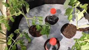 ВЫРАЩИВАНИЕ ПОМИДОР В МЕШКАХ. КАК САЖАТЬ. Май 2017. How to grow Tomatoes in Bags.