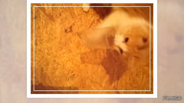 любимая игрушка Адель ,все что шуршит смотреть онлайн