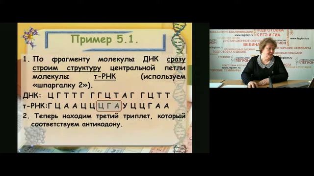 Решение задач по молекулярной биологии
