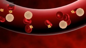 Это Растение Омолаживает Старую КРОВЬ, По Роликам На Ютубе Не Поверил И Проверил На Себе!