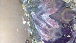 Как растут птенцы зебровых амадин: с рождения до вылета из гнезда