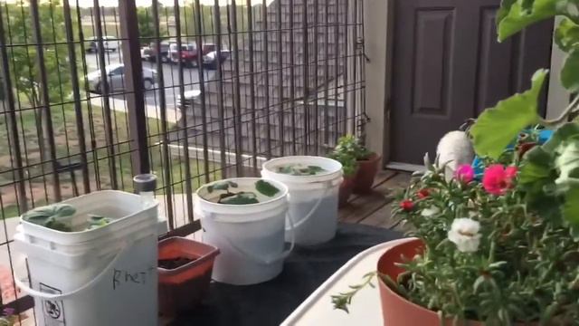 My Balcony and Becky’s Beautiful Banana Pudding Cheesecake смотреть онлайн