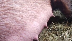 Готовимся к родам , свинка дюрок первый опорос