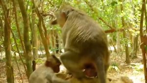 Mother Monkey giving birth when climb on tree