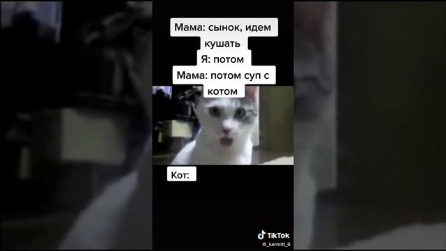 суп с котом