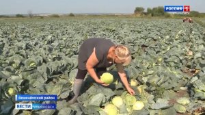 На капустных полях началась уборка урожая