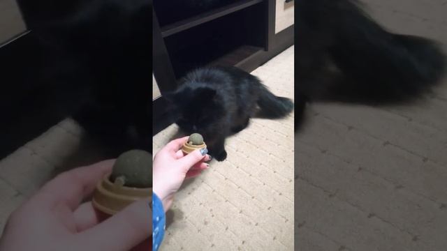 Реакция Нюши на кошачью мяту (часть 2) смотреть онлайн