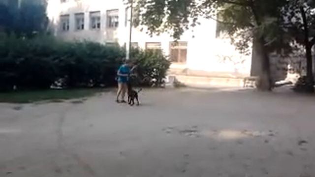 тайский риджбек & хендлер Алика Бекирова