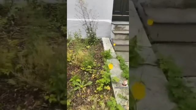 Смешные животные