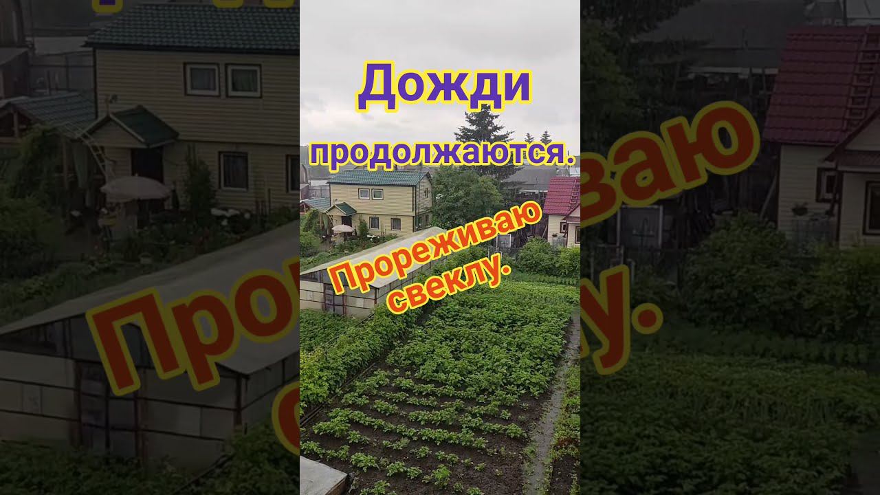 Дожди продолжаются. Прореживаю свеклу.