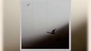 Rauf Faik - так много слов (Slow & Reverb) (Full Version)