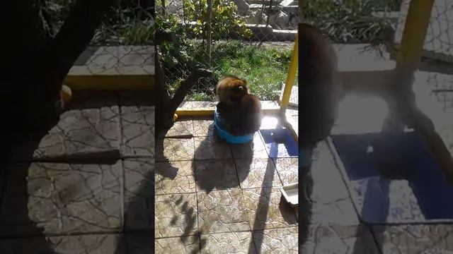 В гостях у енотов. Продолжение следует. смотреть онлайн