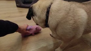 Щенок мопса. СМЕШНОЕ и правдивое видео о собаке. Приколы, уход и дрессировка.