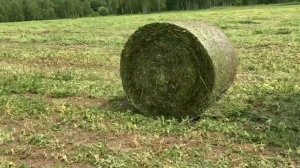 Горох на сенаж в упаковке (весь процесс)