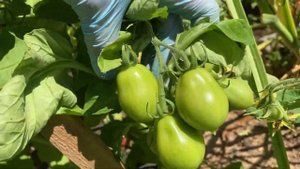 Томаты, Санька, Толстый Джек, Роза ветров и другие.