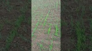 всходы ярового ячменя вакула
