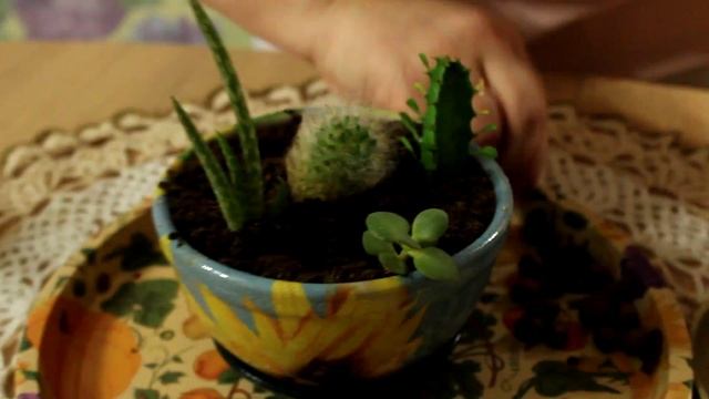 СОЗДАЕМ КОМПОЗИЦИЮ ИЗ КАКТУСОВ И СУККУЛЕНТОВ смотреть онлайн