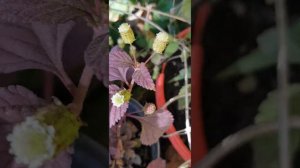 Липпия Трава Ацтеков сахарозаменитель / Lippia dulcis