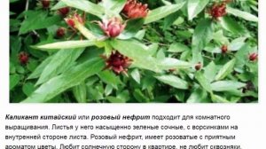 Каликант розовый нефрит посадка и уход, выращивание из семян
