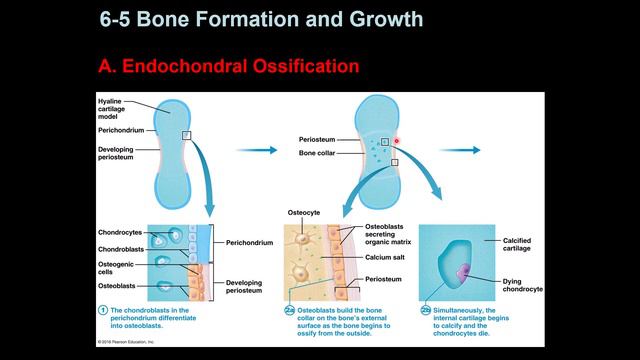 Osseous Tissue and Bone Structure смотреть онлайн