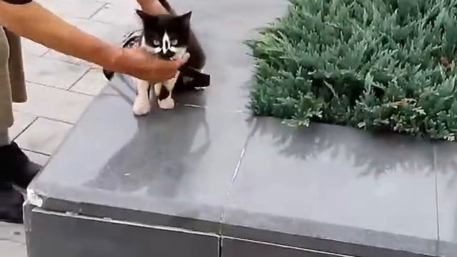 Ничего удивительного,  просто по Владивостоке выгуливают кошку 🐱 смотреть онлайн