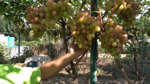 Виноград Атлантида. Сезон 2021 (Grape Atlantis. Season 2021)