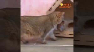 Животные ухаживают за своими детьми