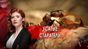 Усатые старатели. Тайны Чапман. (07.02.2022).