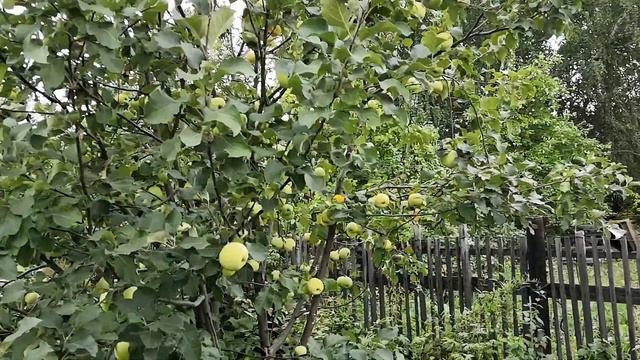 Сезон яблок в Сибири стартовал! И что же это за сорта? Яблоня сорта Мартовское? Год 2020. смотреть онлайн