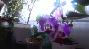 Орхидея Pink sunset Girl.