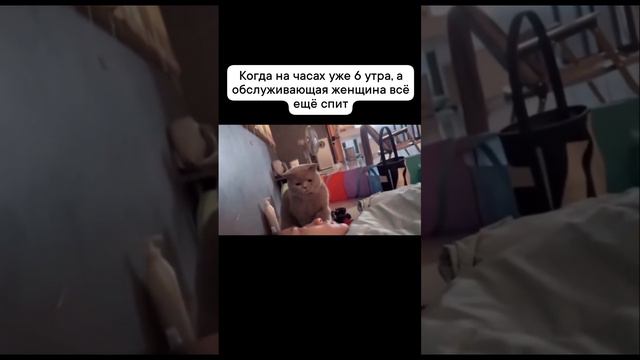 живой будильник ⏰ 🤣🤣