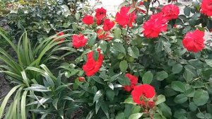 Роза la Sevillana. Ла Севилиана